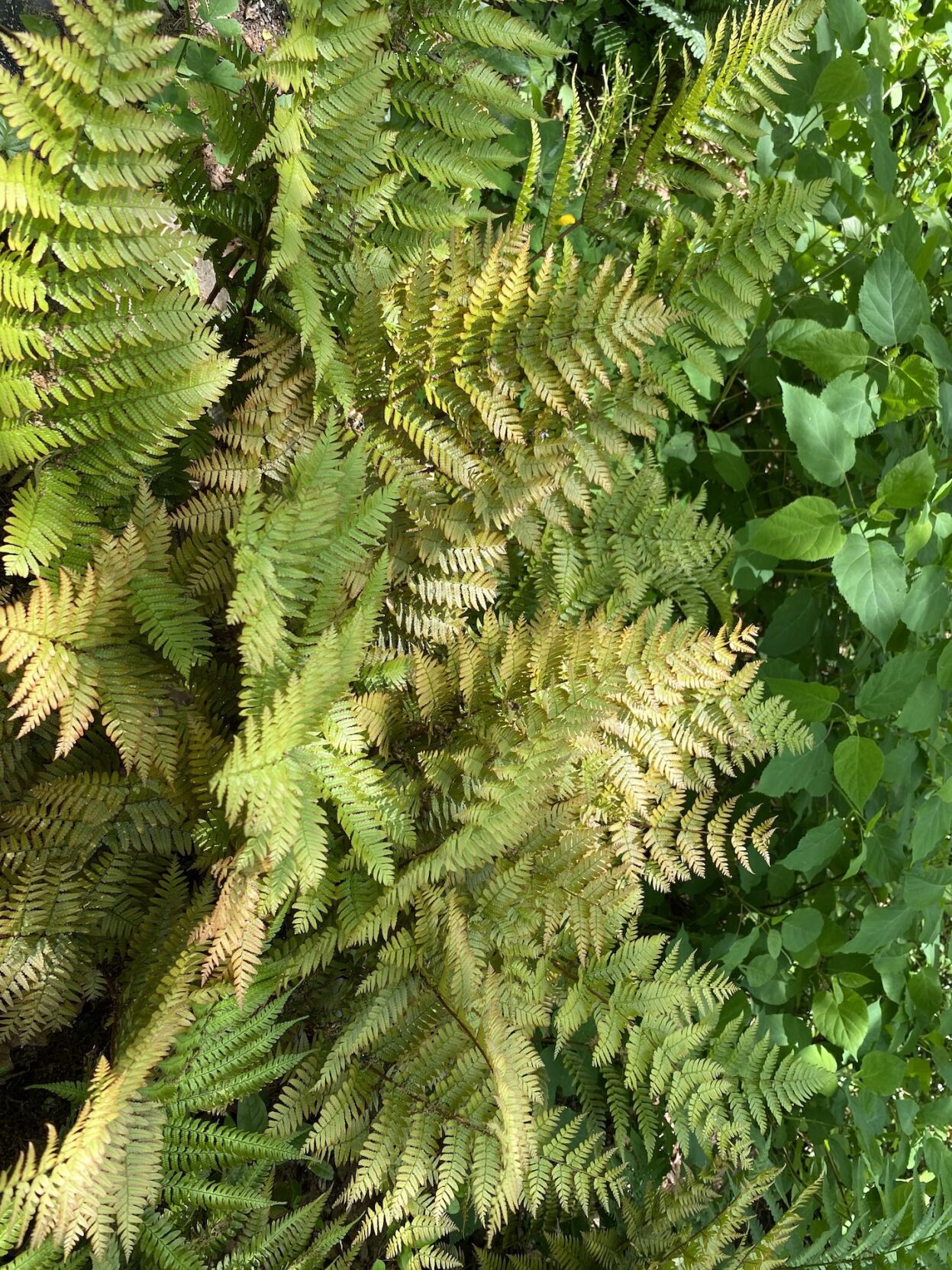 Autumn fern